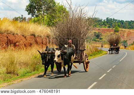 Mandoto, Madagascar - November 1. 2022: Traditional Zebu Carriage On The Road. The Zebu Is Widely Us