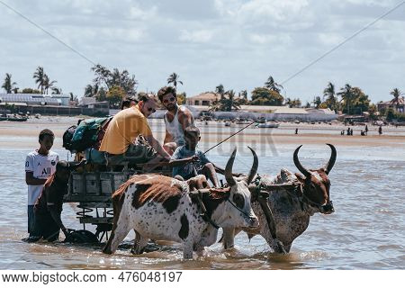 Toliara, Madagascar - November 21. 2022: Traditional Zebu Carriage Takes Tourists To The Boat At Low