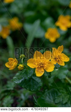 Wild Flowers In Rainy Day. Group Of Yellow Caltha Palustris Blooming With Green Leaves In Spring. Ma