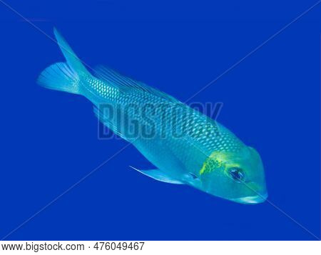 Humpnose Big-eye Bream (monotaxis Grandoculis), Daedalus Reef Dive Site, Egypt, Red Sea, Underwater 