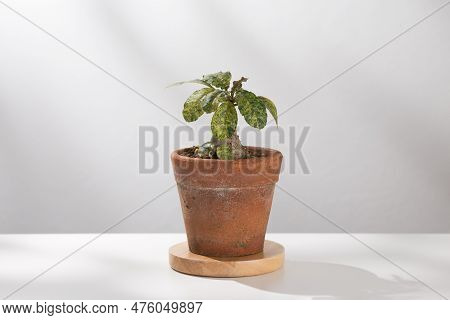 Dorstenia Foetida Variegata Or Dorstenia Plant On The Clay Pot.
