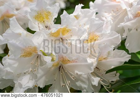 Light Pink Rhododendron Caucasicum On A Background Of Green Leaves