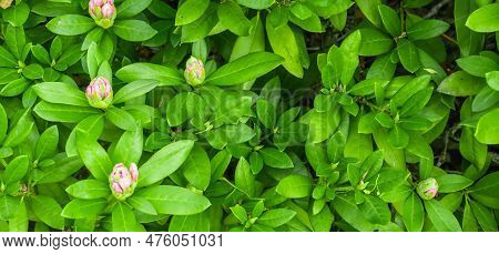 Light Pink Rhododendron Caucasicum On A Background Of Green Leaves