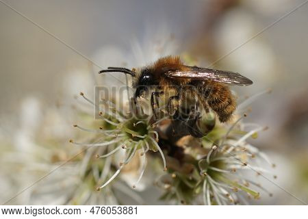 Natural Closeup On A Male Red Hairy Tawny Mining Bee, Andrena Fulva, Drinking Nectar From A Blakctho