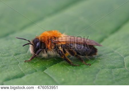 Natural Closeup On A Colorful Female Grey-patched Mining Bee, Andrena Nitida On A Green Flower