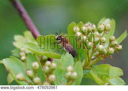 Natural Closeup On A Female Mellow Minder Solitary Bee, Andrena Mtitis, Sitting On A Green Leaf
