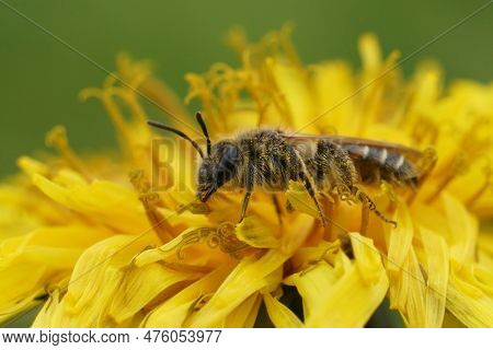 Natural Close Up On A Female Red- Bellied Miner Solitary Bee, Andrena Ventralis On A Dandelion, Tara