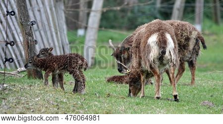 Group Of Two Soay Sheep And Their Offspring Grazing In A Meadow With A Crooked Fence In The Backgrou