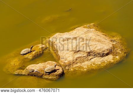 View Of Saharan Pond Turtle, In The Middle Atlas Mountains, Morocco