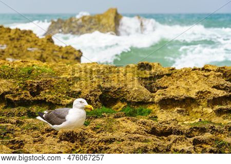 View Of A Seagull On The Rocky Beach, In The Village Resort Oualidia, The Atlantic Coast Of Morocco