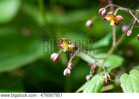 Alpine Barrenwort, Epimedium Alpinum