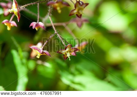Flowers Of An Alpine Barrenwort, Epimedium Alpinum