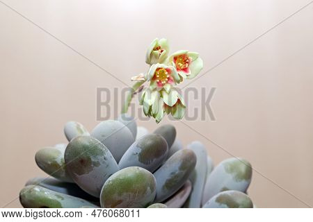 Leaves And Flowers Of A Moonstone Plant, Pachyphytum Oviferum