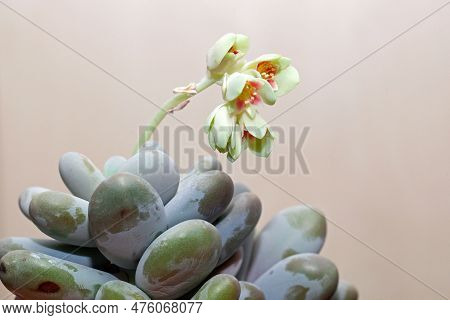 Leaves And Flowers Of A Moonstone Plant, Pachyphytum Oviferum