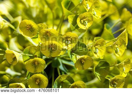 Macro Photo Of Mediterranean Spurge Flowers, Euphorbia Characias