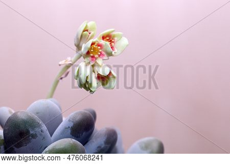 Leaves And Flowers Of A Moonstone Plant, Pachyphytum Oviferum