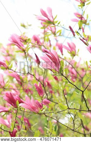 Large Pink Magnolia Flowers On A Blurred Background. Flowering Shrub Or Tree. Flowers With Large Cur