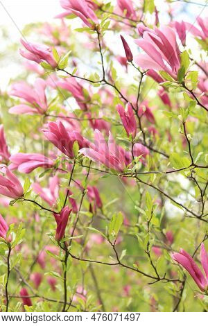 Large Pink Magnolia Flowers On A Blurred Background. Flowering Shrub Or Tree. Flowers With Large Cur
