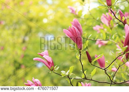 Large Pink Magnolia Flowers On A Blurred Background. Flowering Shrub Or Tree. A Flower With Large Cu
