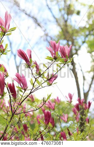 Large Pink Magnolia Flowers On A Blurred Background. Flowering Shrub Or Tree. Flowers With Large Cur
