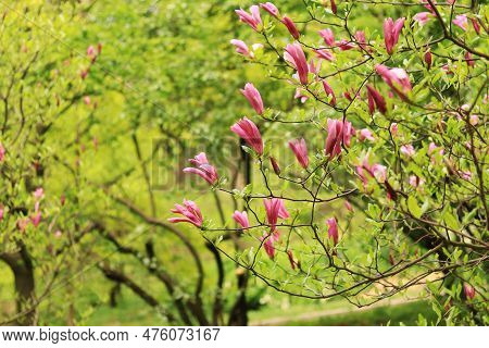 Large Pink Magnolia Flowers On A Blurred Background. Flowering Shrub Or Tree. Flowers With Large Cur