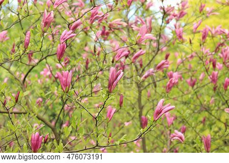 Large Pink Magnolia Flowers On A Blurred Background. Flowering Shrub Or Tree. Flowers With Large Cur