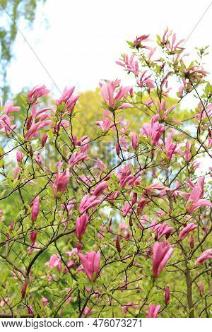 Large Pink Magnolia Flowers On A Blurred Background. Flowering Shrub Or Tree. Flowers With Large Cur