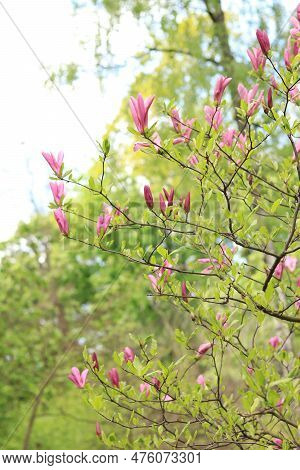 Large Pink Magnolia Flowers On A Blurred Background. Flowering Shrub Or Tree. Flowers With Large Cur