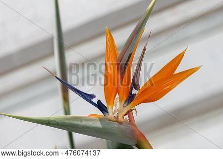 Bird Of Paradise (strelitzia Reginae) Flower