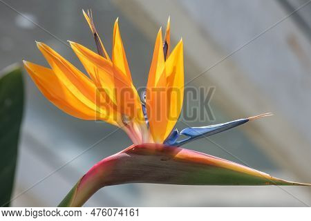 Bird Of Paradise (strelitzia Reginae) Flower