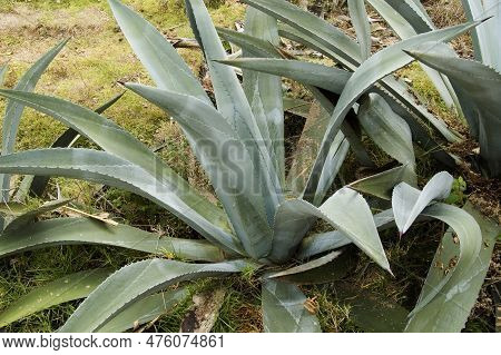 The Leaves Of Aloe Vera Contain Significant Amounts Of The Polysaccharide Gel Acemannan Which Can Be