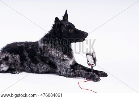Beatiful Mudi Dog Singing Into A Microphone In Studio Ehite Background