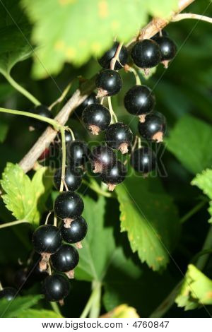 Blackcurrant