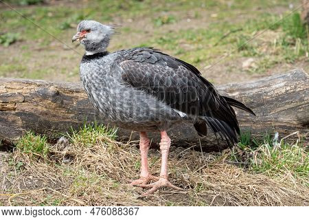 Southern Screamer, Chauna Torquata. Large South American Bird