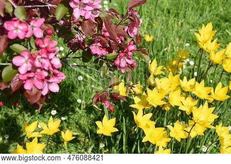 Closeup Of A Japanese Flowering Crabapple Tree Beyond Yellow Flowers