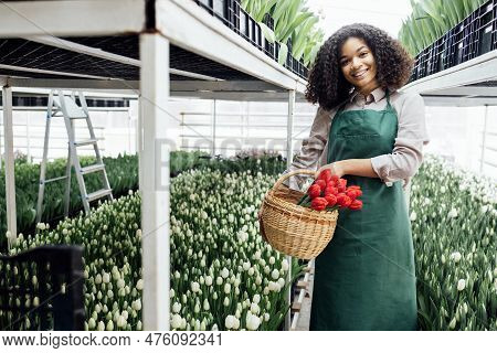 Attractive Young African Woman In Green Apron Carring Basket With Red Tulips Growing In Boxes At Flo