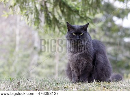 Norwegian Forest Cat Male Sitting In Shadow On A Warm Springlike Day