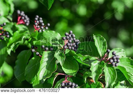Cornus Sanguinea Is A Perennial Plant Of The Turf Family. Ornamental Shrub With Black Inedible Berri