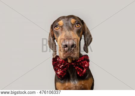Portrait Vizsla Puppy Dog Celebrating Christmas, Birthday Or Valentine's Day. Isolated On White Grey