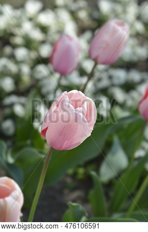 Tulip Salmon Impresion Flower In The Spring