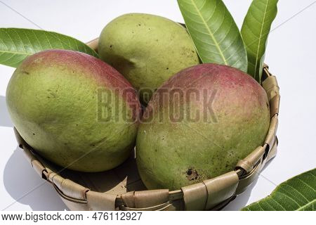 Delicious Mango Fruits In Basket. Colourful Big Mangoes In Shades Of Red And Green Yellow