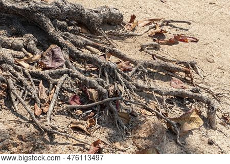 Horizontal Image Roots Of Tree On Sand, Abstract Sunny Natural Photo. Root Of Large Ficus, On Sea Co