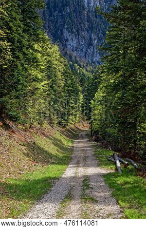A Path In Forests Of Vercors Mountain Range