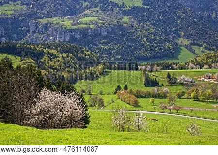 Springtime Blossom On Some Trees In A Mountain Landscape Of Vercors