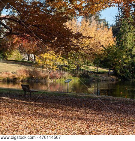 Leaves Falling From A Tree At The Uc Davis Arboretum, Ca, Usa, On A Beautiful Sunny Day, Featuring A