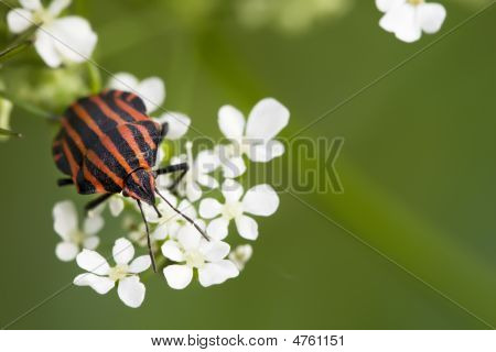 Hemiptera rød stinke Bug i hvide blomster