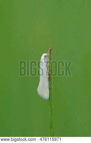 Natural Vertical Closeup On A Small Brigh White Micro Moth Elachista Argentella Hanging On A Grass B