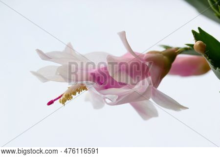 Beautiful White And Pink Flower Of Zygo Cactus Or Christmas Cactus, House Plant On The Window Sill.