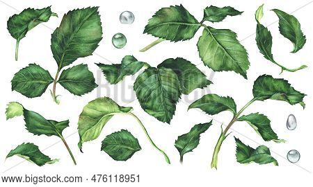 Watercolor Botanical Illustration. Set Of Green Rose Leaves And Drops Of Dew. Isolated On A White Ba