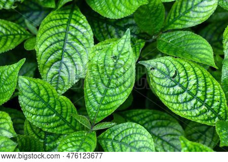 Leaves Of The Acanthaceae Species Strobilanthes Crispa